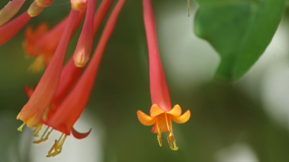 Flower Stigma Campsis radicans in Tropical Climate area