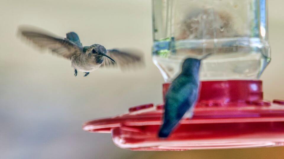 hummingbird flying over to a saucer shaped feeder