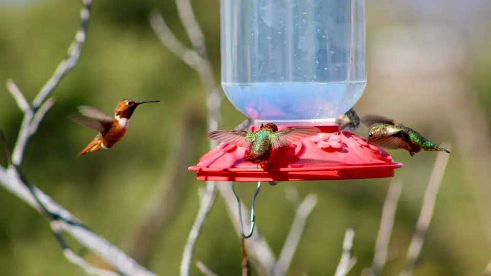 several hummingbirds near a birdfeeder