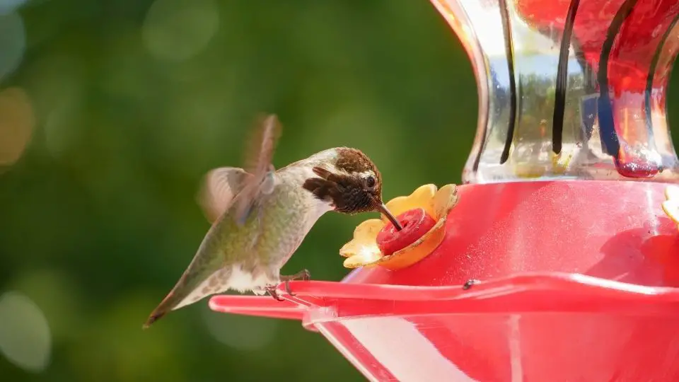 hummingbird drinking nectar from a birdfeeder