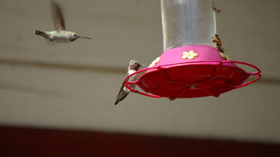 hummingbird sitting at a feeder
