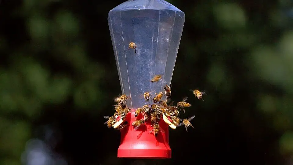 bees prevent hummingbirds from eating nectar