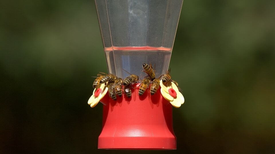 Bees feasting at a vertical hummingbird feeder