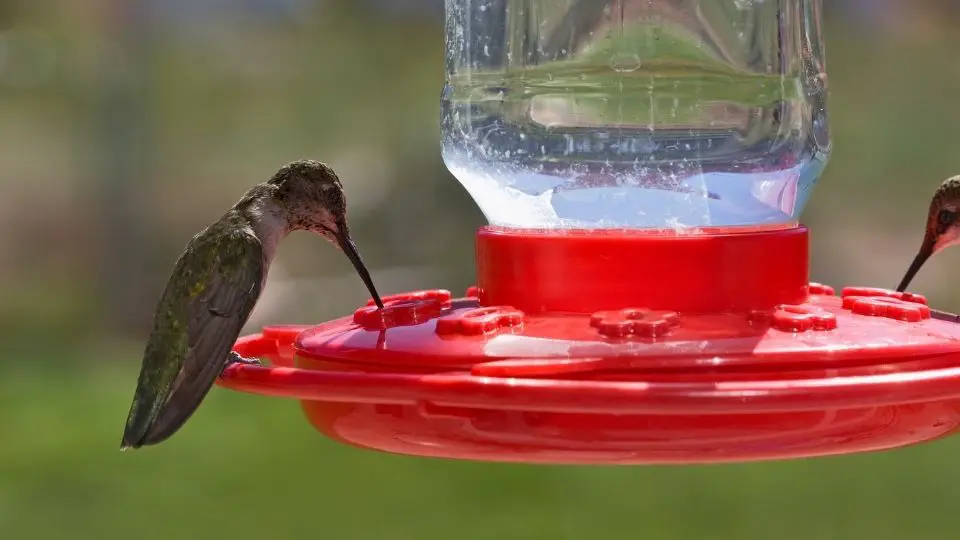 hummingbird feeders leaking (3)