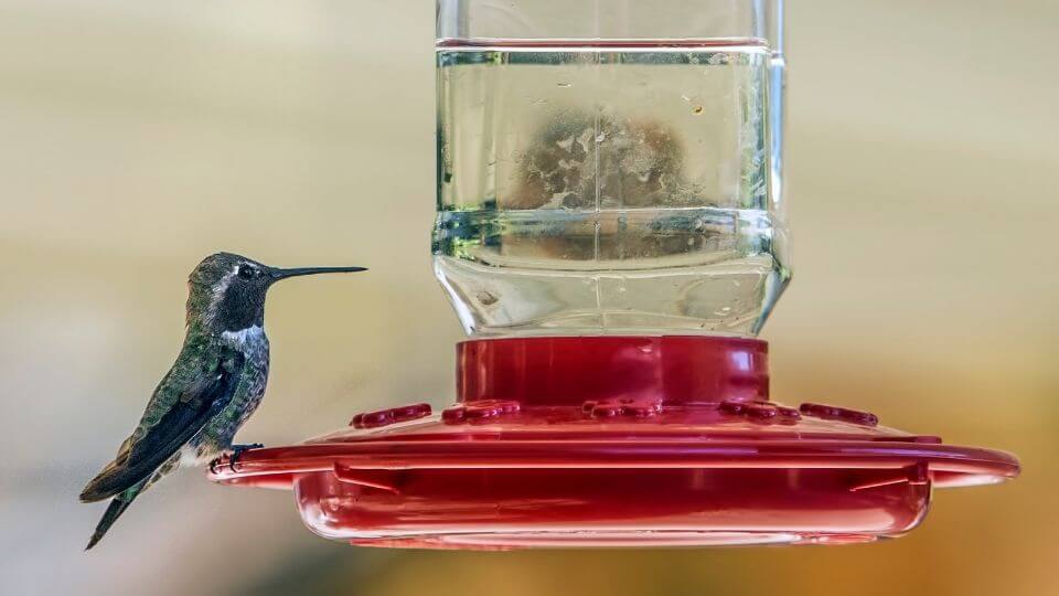 hummingbird feeders leaking 7