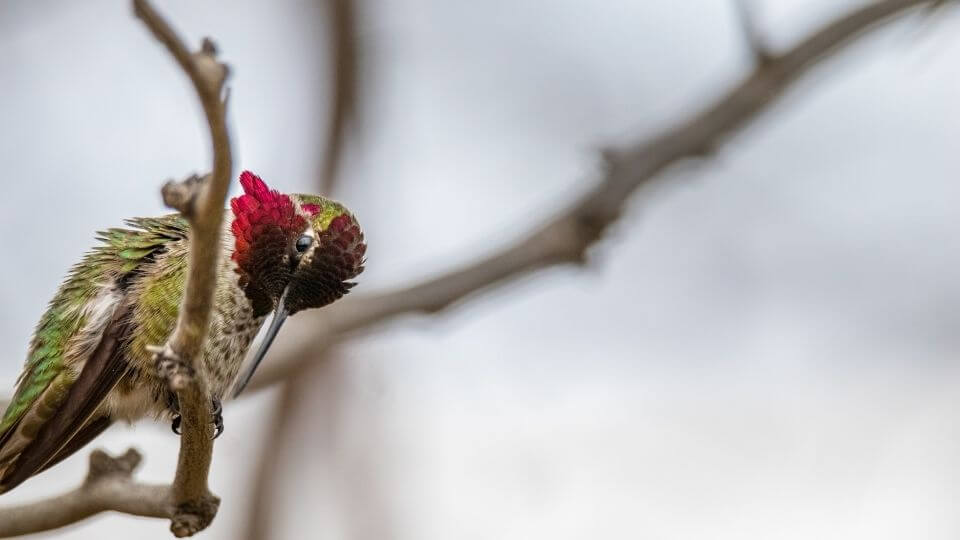Anna's Hummingbird keeping warm during the winter months. 