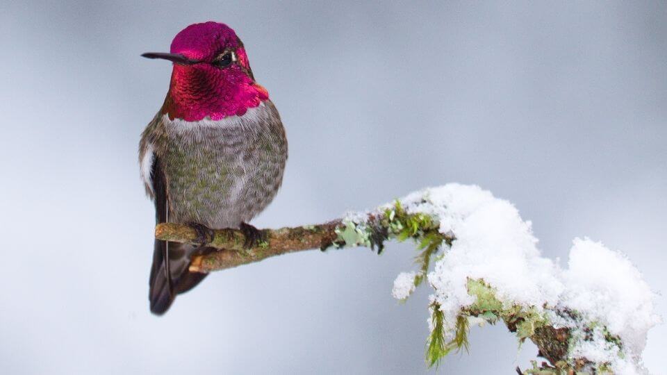 hummingbird heaters designed to keep nectar from freezing during the cold winter months (16)