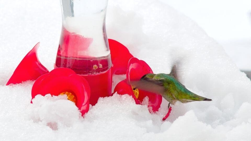 Hummingbird hovering over a feeding filled with snow. 