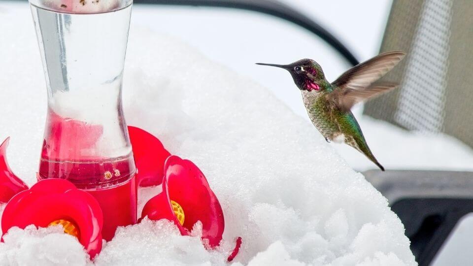 hummingbird trying to get some nectar hovering over a snow laden feeder. 
