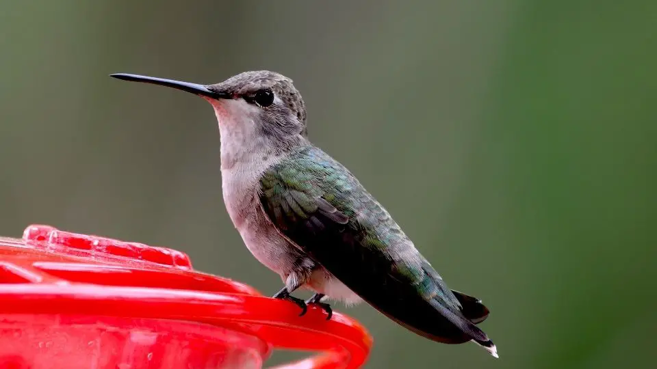 11 DIY Ways to Keep Hummingbird Nectar From Freezing