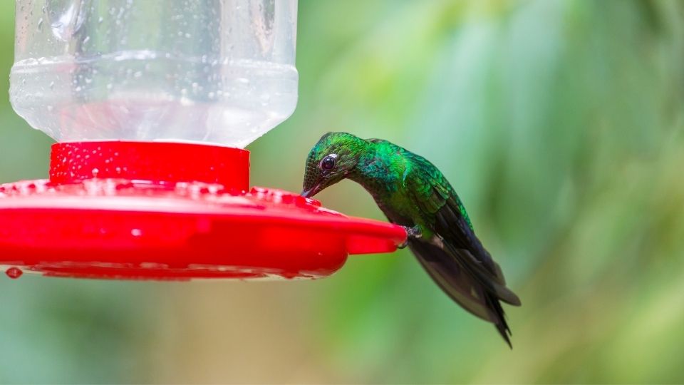 beautiful green hummingbird drinking nectar at a red feeder