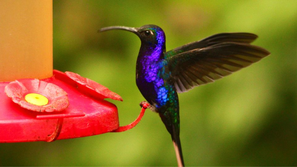 hummingbird in agressive posture on feeder