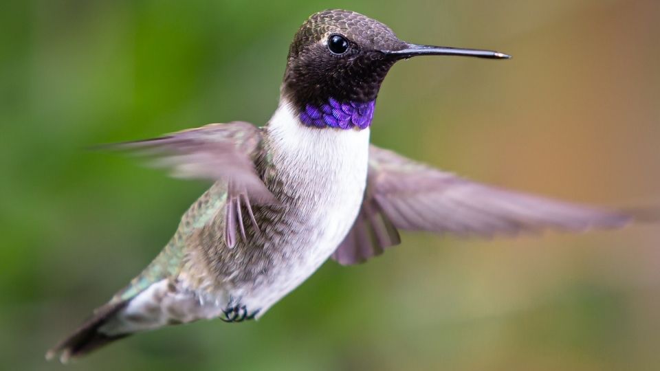 The black-chinned hummingbird is greyish with a vibrant burst of purple on its neck and some greenish tint on its back plumage.