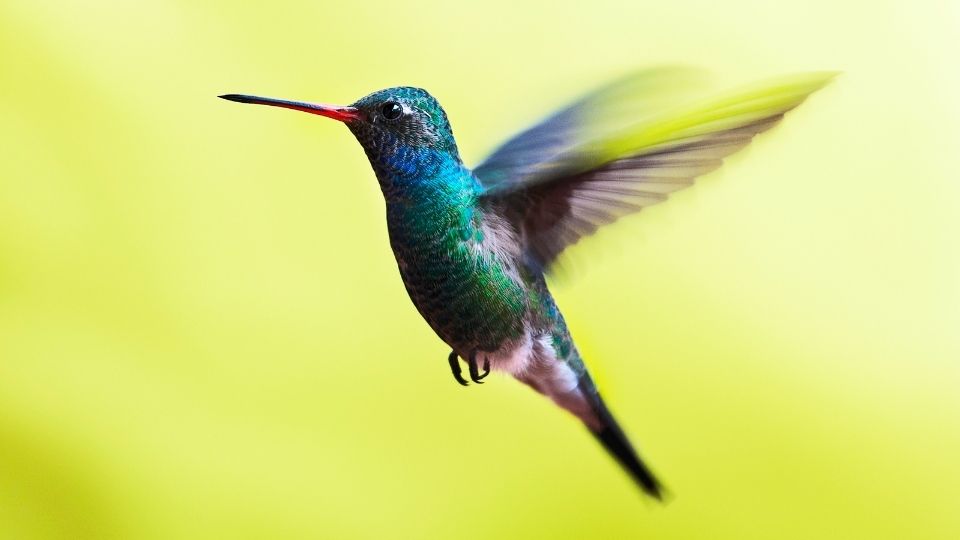 Species of Hummingbirds Found In Canada: British Columbia 11