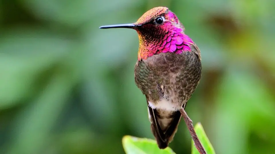 Species of Hummingbirds Found In Canada British Columbia 5