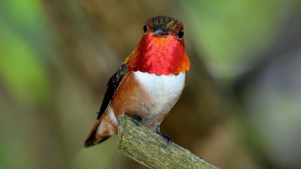 Rufous hummingbirds are predominantly orange with a red neck. 