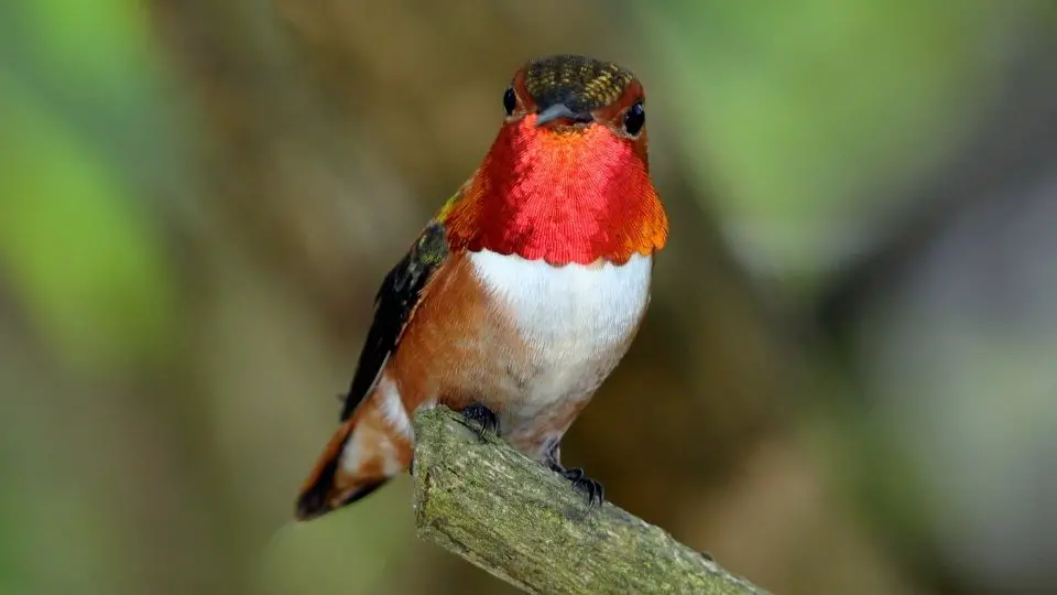 Rufous hummingbirds are predominantly orange with a red neck. 