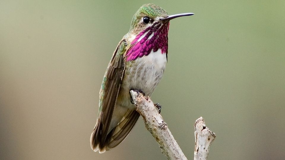 calliope hummingbirds have a very distinct purple neck.