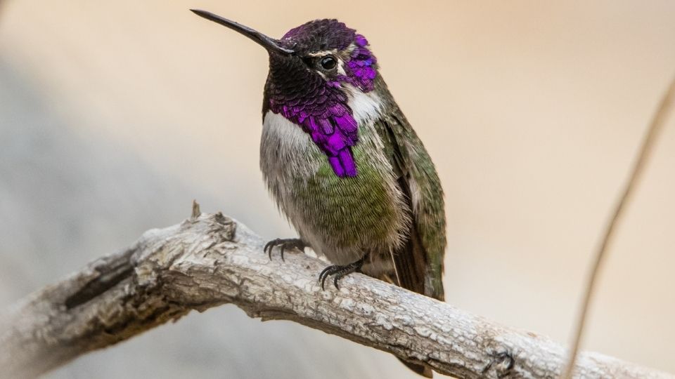 The Costa's hummingbird has a deep purple violet head and neck. 