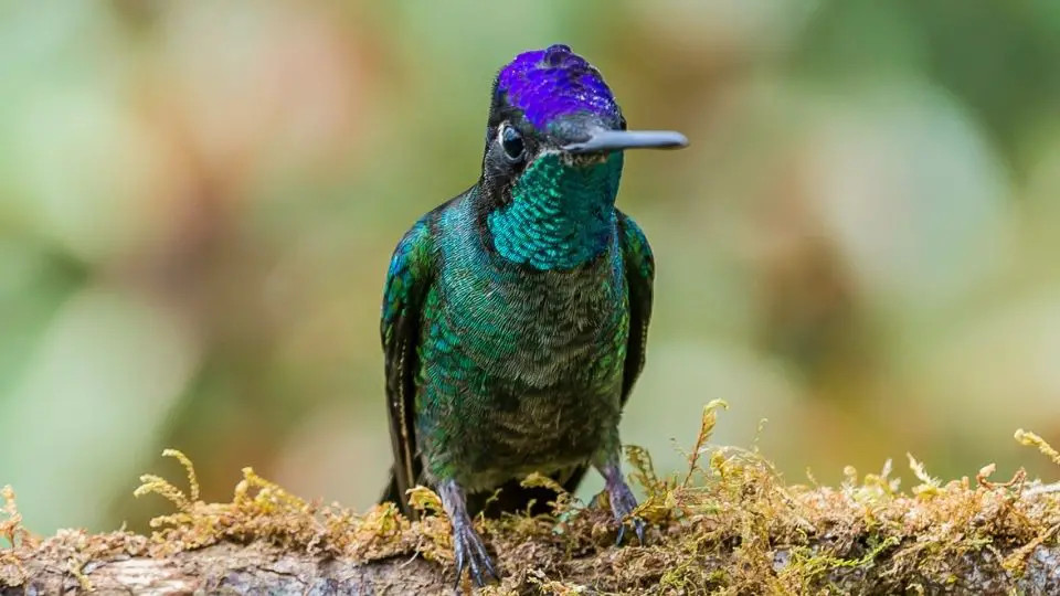 The Rivoli's Hummingbird has a beautiful green iridescent plumage throughout its entire body, and a purple top on its head. 