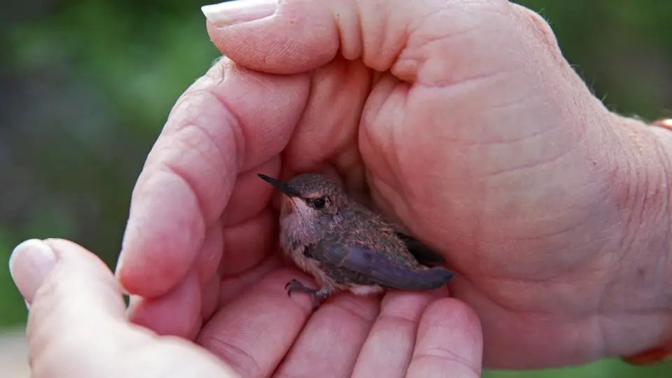 baby dark black hummingbird