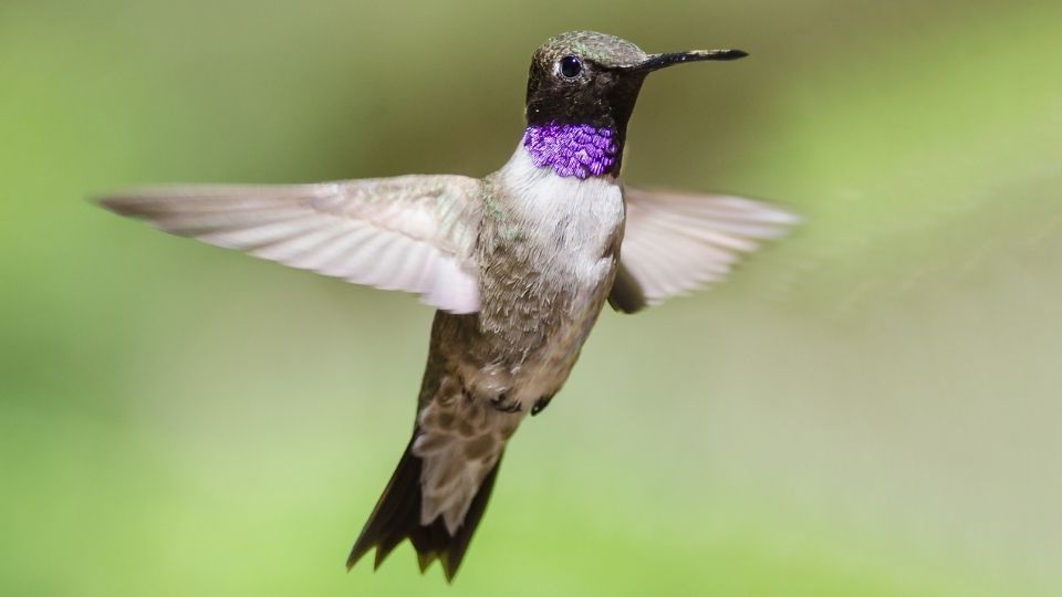 black-chinned hummingbirds 40