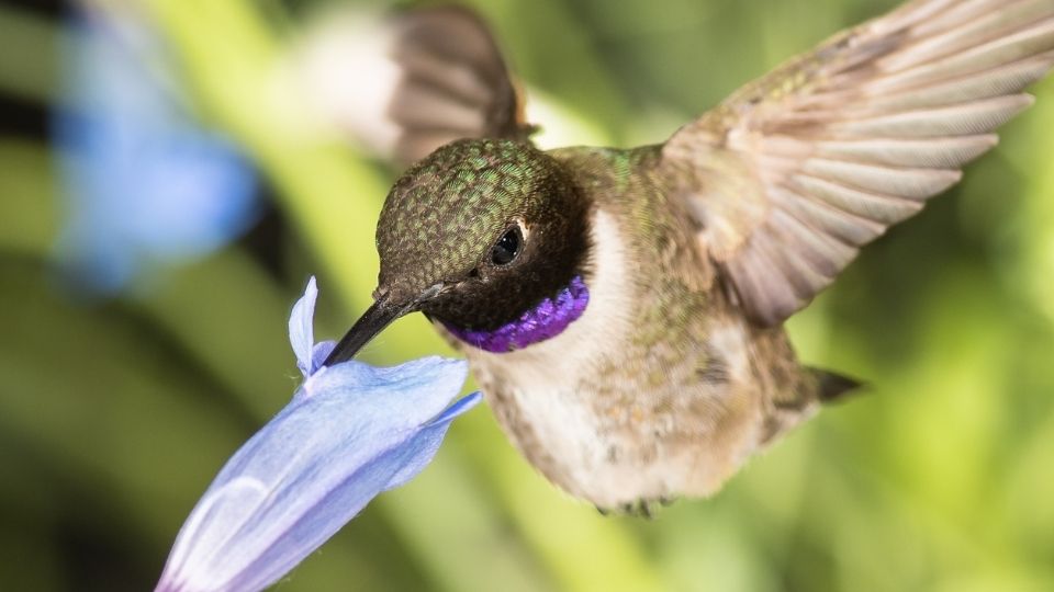 black chinned hummingbirds 41