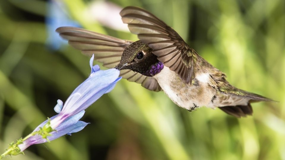 black chinned hummingbirds 44