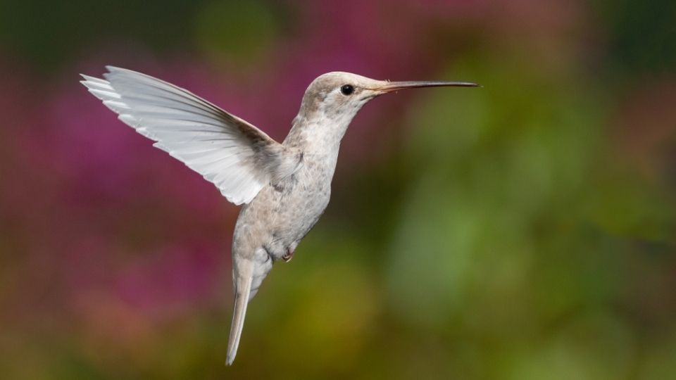 confessions of a white albino hummingbird 14