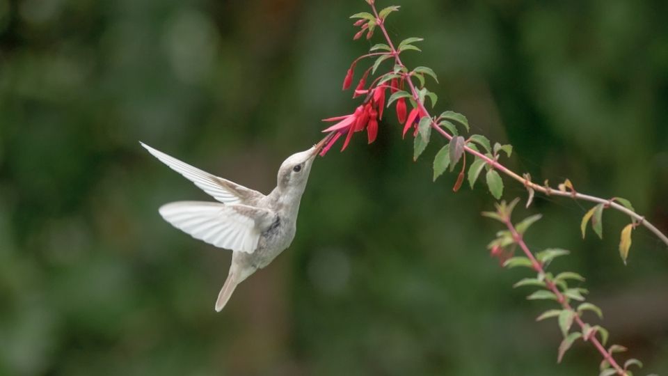 albino hummingbird