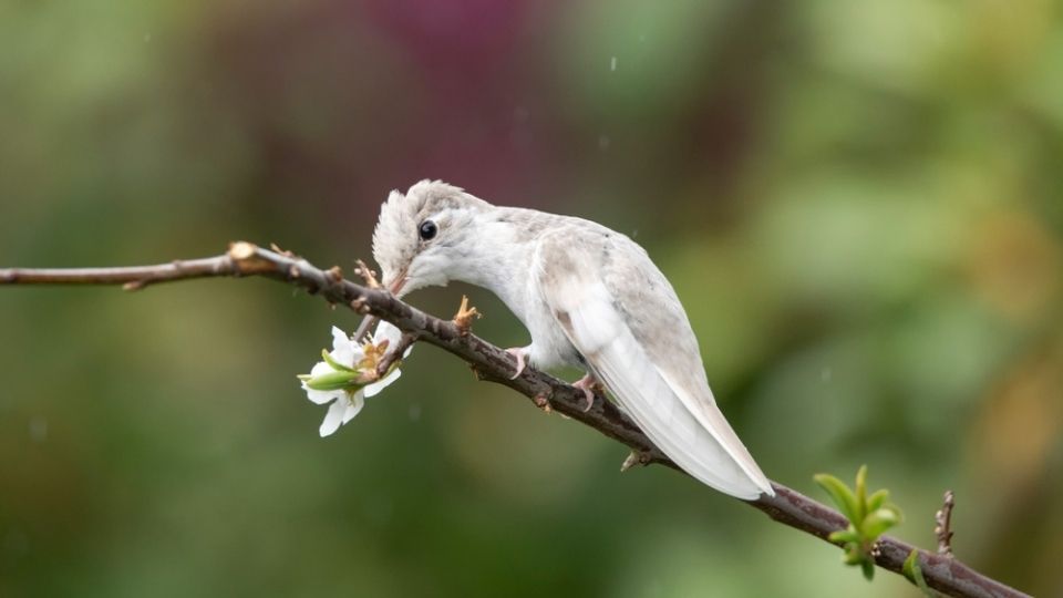 albino hummingbird inspecting a white flower