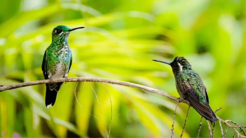 Do Hummingbirds Bite And Are Hummingbirds Aggressive?