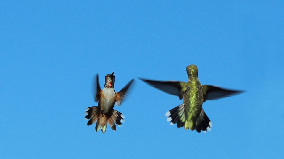 do hummingbirds bite 69
