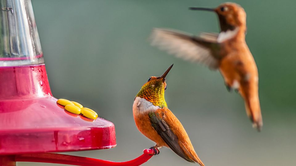 do hummingbirds bite