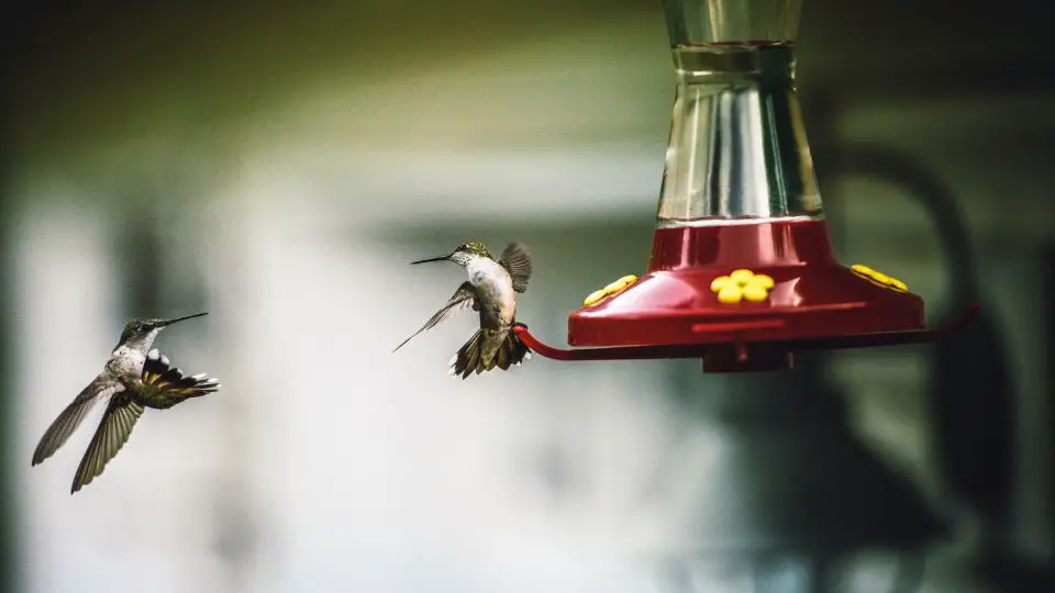 do hummingbirds bite 71
