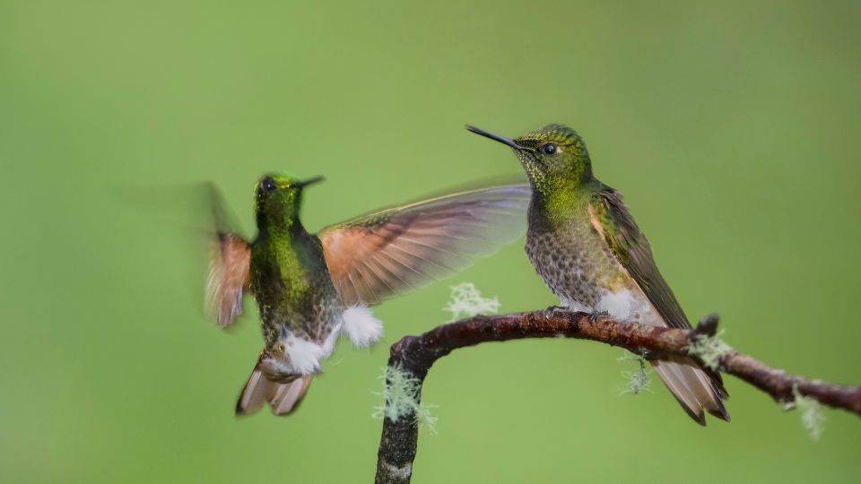 do hummingbirds bite 72
