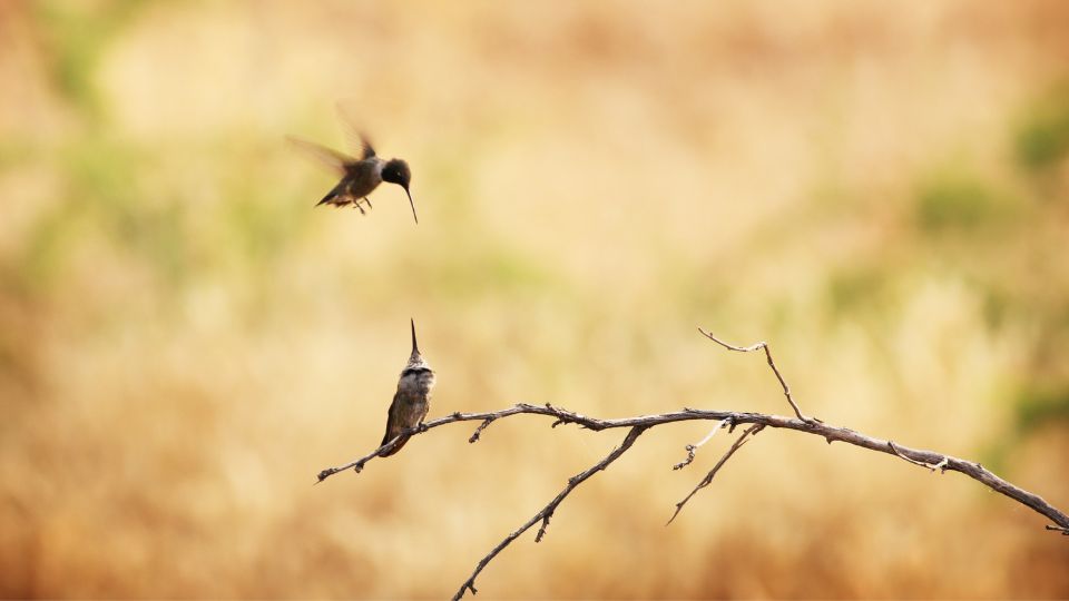 what scares hummingbirds away