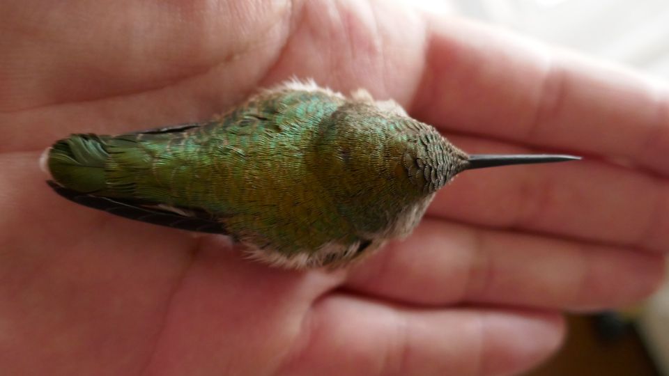 do hummingbirds recognize humans 93
