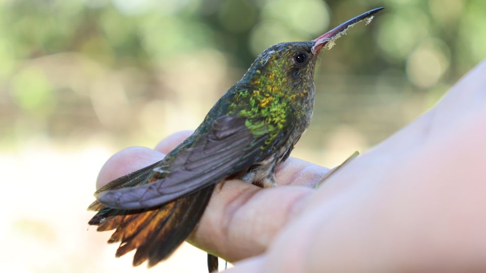 do hummingbirds recognize humans 98
