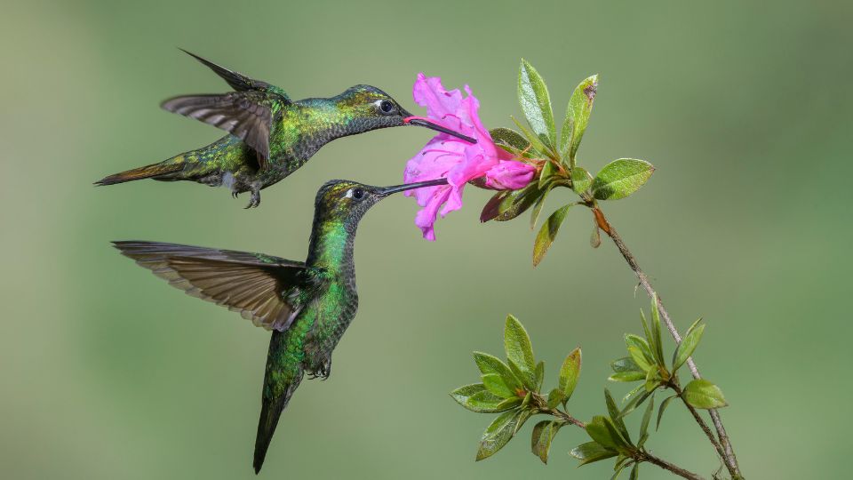 two hummingbirds attempting to drink nectar from the same flower.