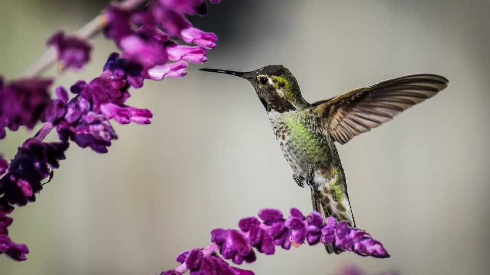 rare hummingbird species