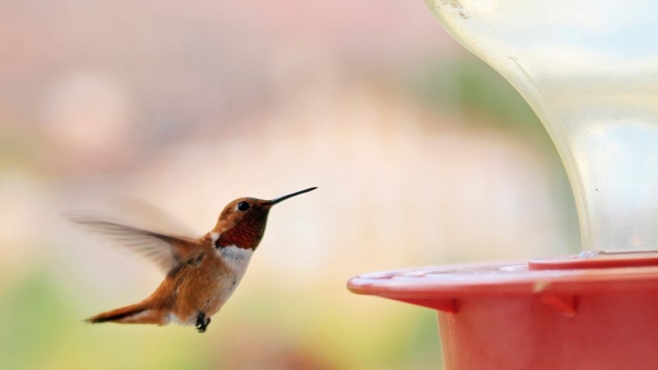 Hummingbirds flying next to a red nectar feeder.