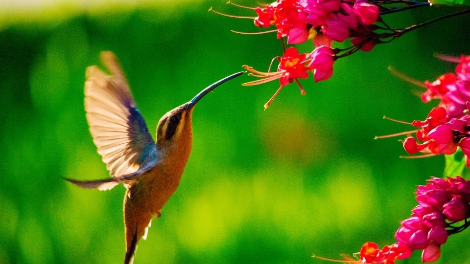 how to attract hummingbirds 