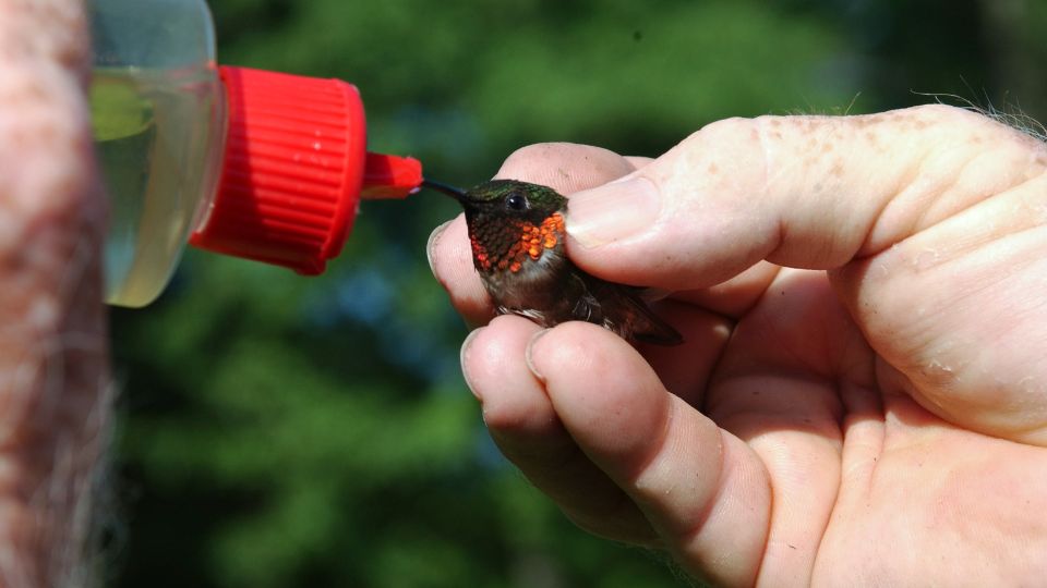 baby male hummingbird being hand fed with a nectar bottle