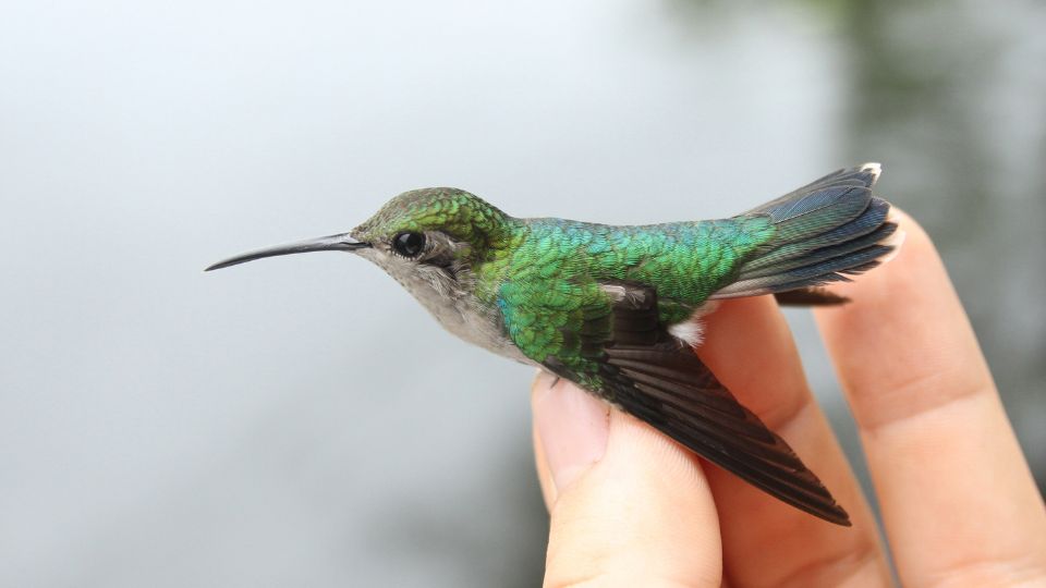 holding a hummingbird by the hand