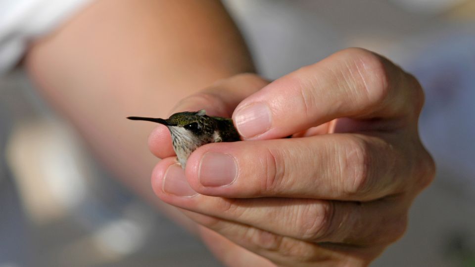 how to attract hummingbirds to your hand