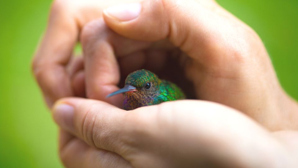 bee hummingbird in hand