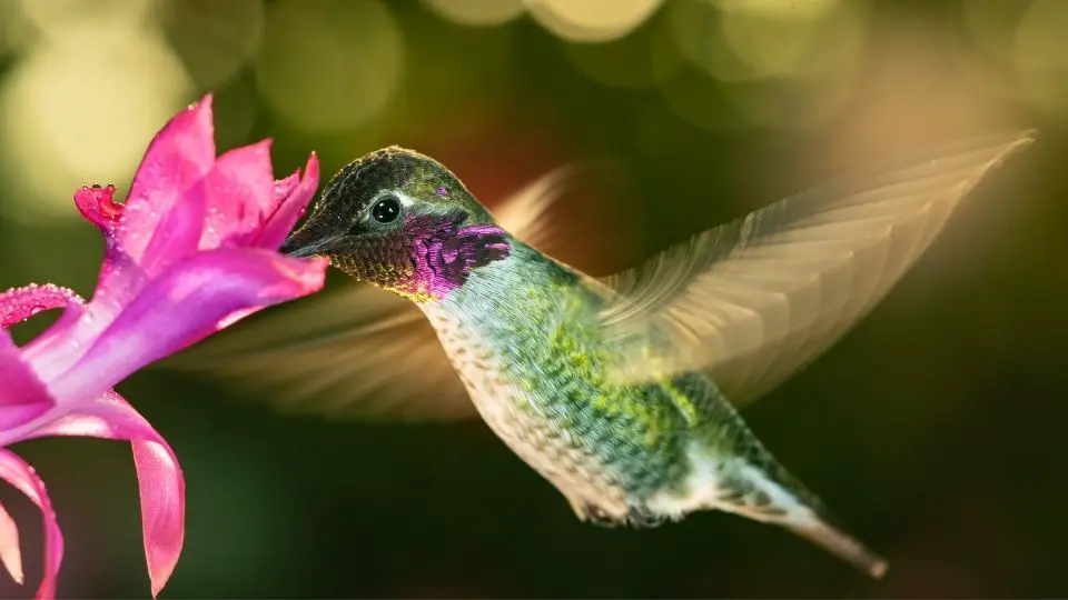 hummingbird drinking nectar from a tubular flower