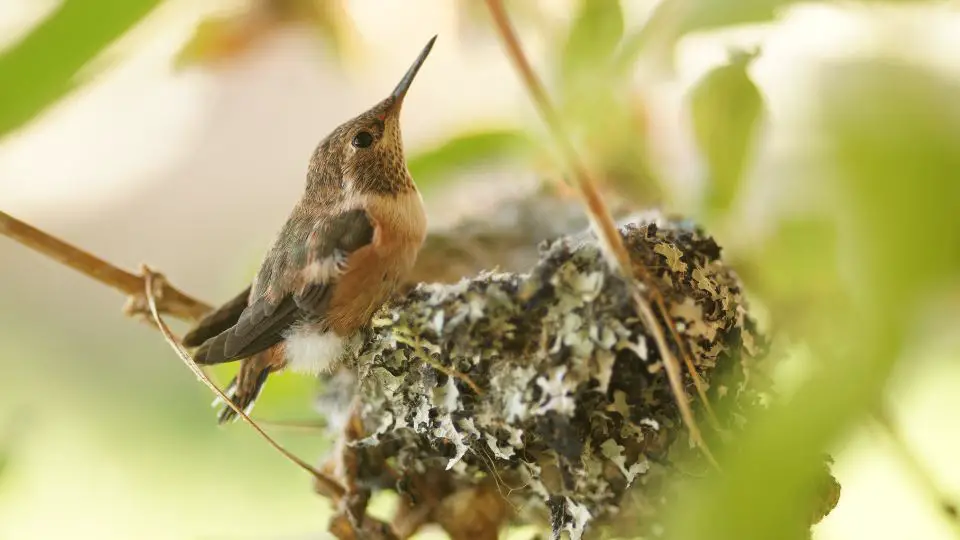 hummingbird babys 27