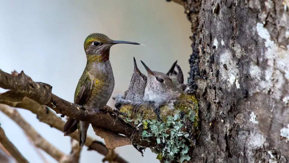 Ruby-throated Hummingbird with her Baby Hummingbirds